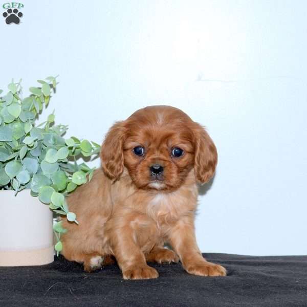 Eliza, Cavalier King Charles Spaniel Puppy