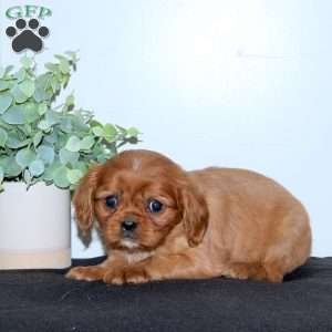 Eliza, Cavalier King Charles Spaniel Puppy