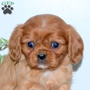 Eliza, Cavalier King Charles Spaniel Puppy