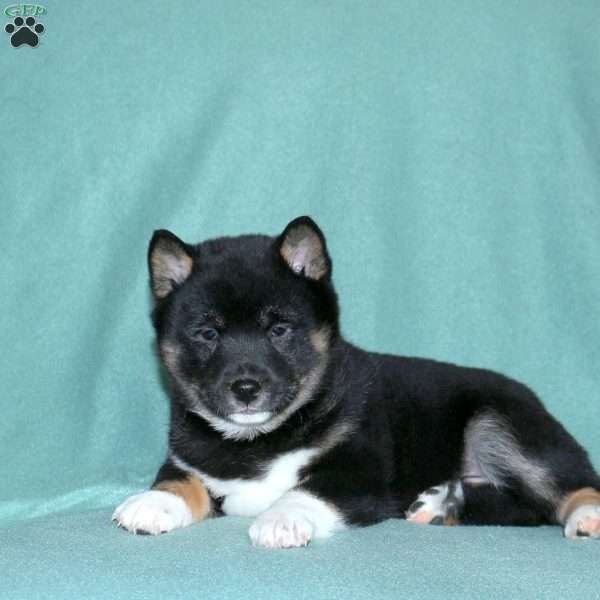 Ella, Shiba Inu Puppy