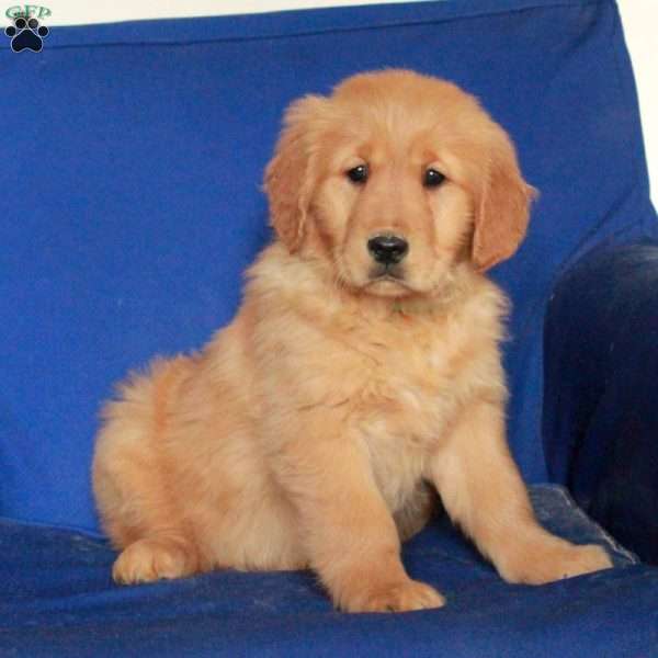 Ella, Golden Retriever Puppy