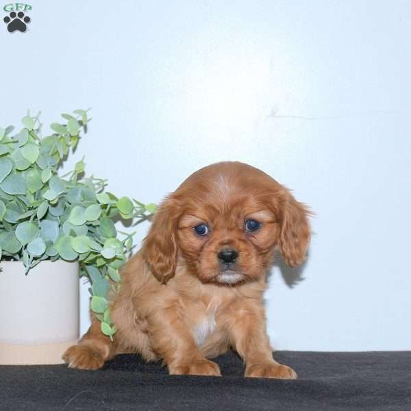 Ella, Cavalier King Charles Spaniel Puppy