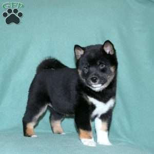 Ella, Shiba Inu Puppy