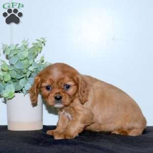 Ella, Cavalier King Charles Spaniel Puppy