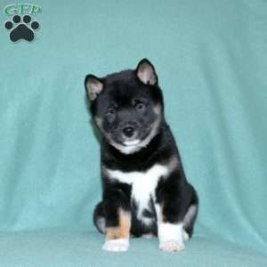 Ella, Shiba Inu Puppy