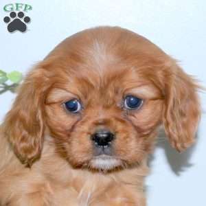 Ella, Cavalier King Charles Spaniel Puppy