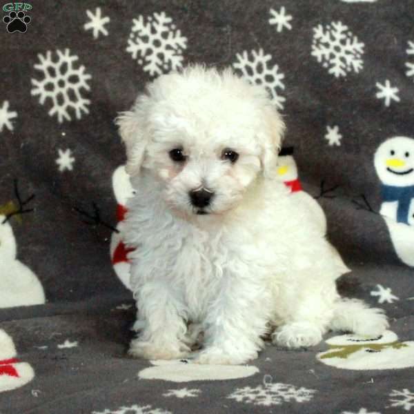 Ellie, Bichon Frise Puppy