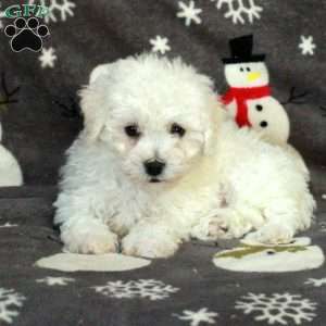 Ellie, Bichon Frise Puppy