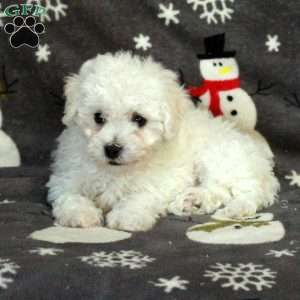 Ellie, Bichon Frise Puppy