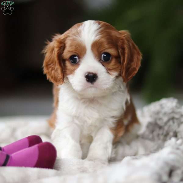 Elliot, Cavalier King Charles Spaniel Puppy