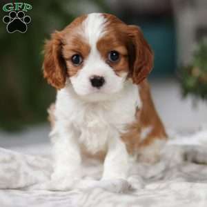 Elliot, Cavalier King Charles Spaniel Puppy