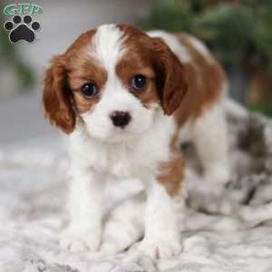 Elliot, Cavalier King Charles Spaniel Puppy