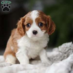 Elliot, Cavalier King Charles Spaniel Puppy