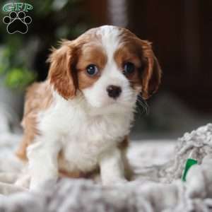 Elliot, Cavalier King Charles Spaniel Puppy