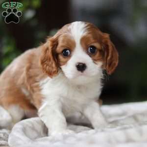 Elliot, Cavalier King Charles Spaniel Puppy