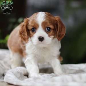 Elliot, Cavalier King Charles Spaniel Puppy