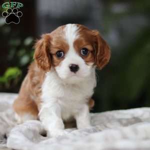 Elliot, Cavalier King Charles Spaniel Puppy