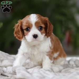 Elliot, Cavalier King Charles Spaniel Puppy