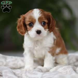 Elliot, Cavalier King Charles Spaniel Puppy