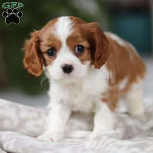 Elliot, Cavalier King Charles Spaniel Puppy