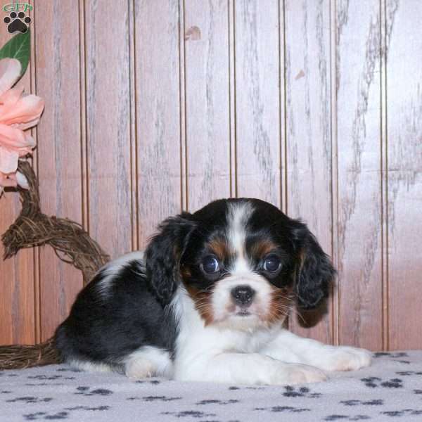 Elliot, Cavalier King Charles Spaniel Puppy