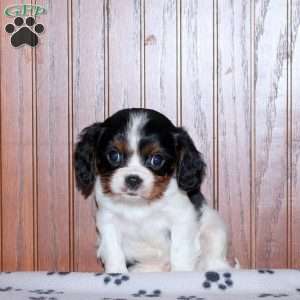 Elliot, Cavalier King Charles Spaniel Puppy