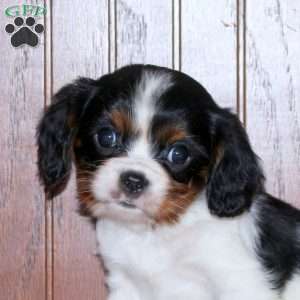 Elliot, Cavalier King Charles Spaniel Puppy