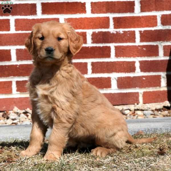 Elliot, Golden Retriever Puppy