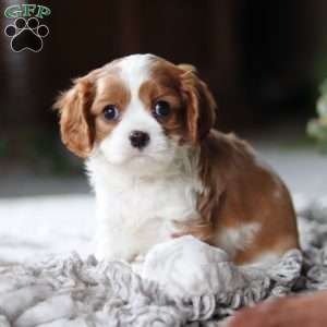 Elliot, Cavalier King Charles Spaniel Puppy