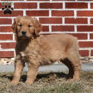 Elliot, Golden Retriever Puppy