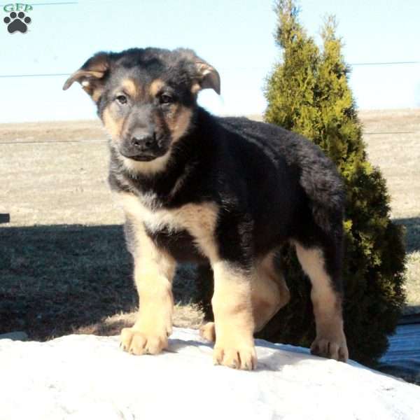 Elon, German Shepherd Puppy