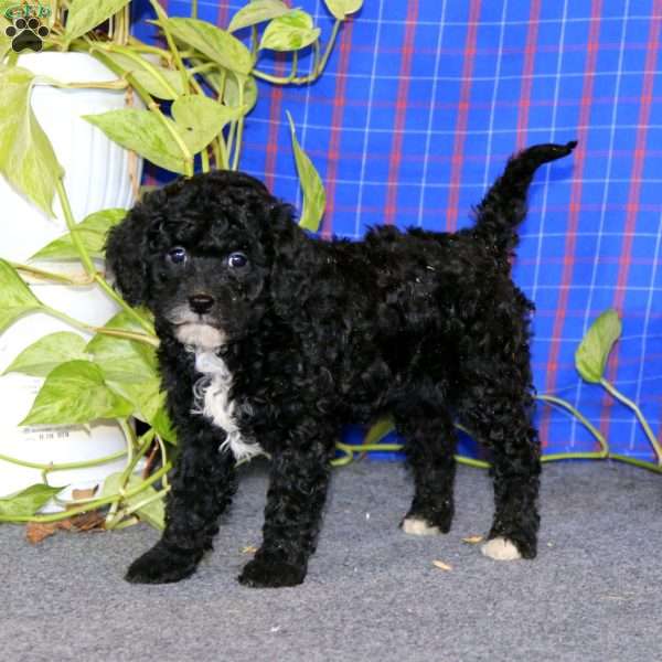 Elsa, Miniature Poodle Puppy