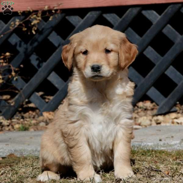 Elsa, Golden Retriever Puppy