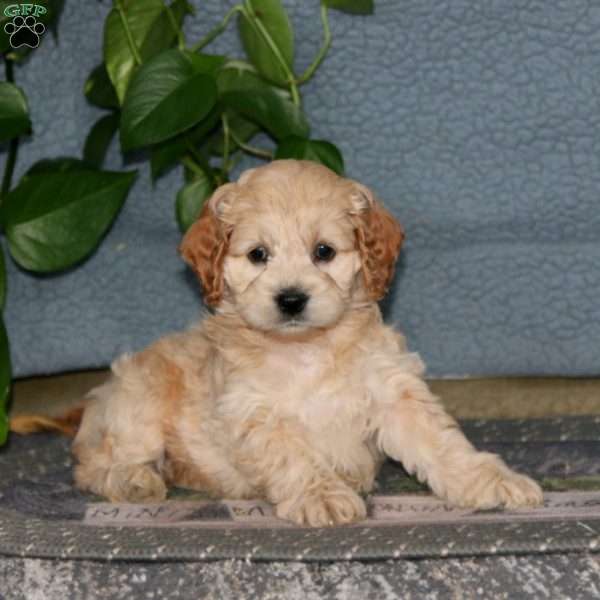 Elsa, Cockapoo Puppy