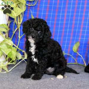 Elsa, Miniature Poodle Puppy