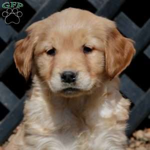 Elsa, Golden Retriever Puppy