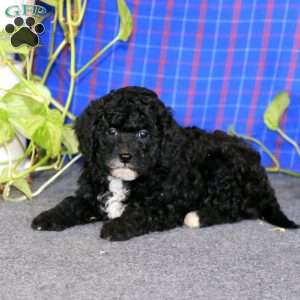 Elsa, Miniature Poodle Puppy