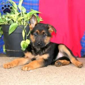 Elsa, German Shepherd Puppy