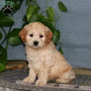 Elsa, Cockapoo Puppy