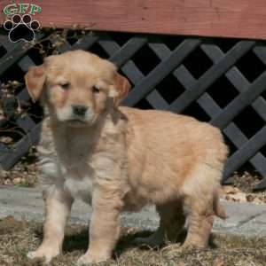 Elsa, Golden Retriever Puppy