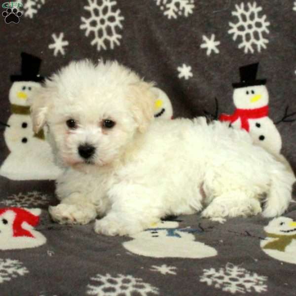 Elsie, Bichon Frise Puppy