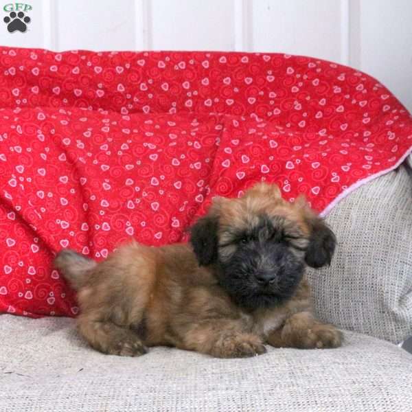 Elvis, Soft Coated Wheaten Terrier Puppy