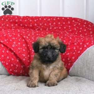 Elvis, Soft Coated Wheaten Terrier Puppy