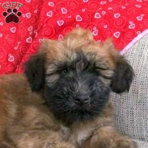 Elvis, Soft Coated Wheaten Terrier Puppy