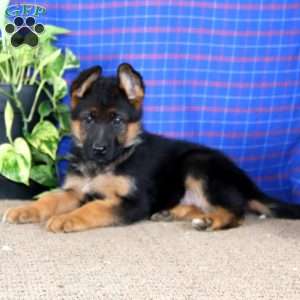 Ember, German Shepherd Puppy