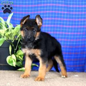 Ember, German Shepherd Puppy