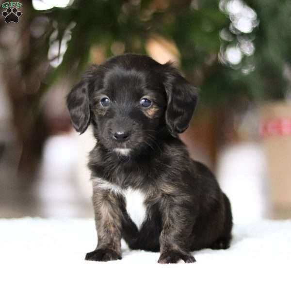 Emerald, Dachshund Puppy