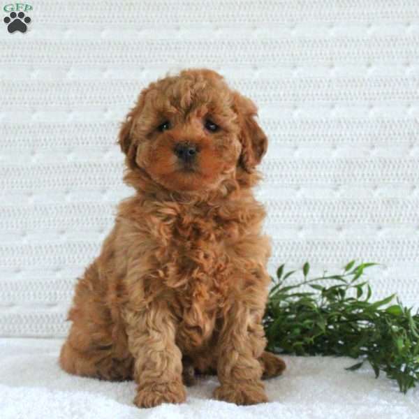 Emily F1B, Mini Goldendoodle Puppy