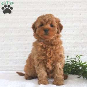 Emily F1B, Mini Goldendoodle Puppy