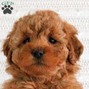 Emily F1B, Mini Goldendoodle Puppy